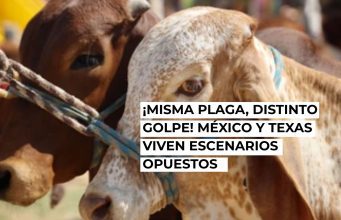 Mosca barrenadora: dos países, dos realidades