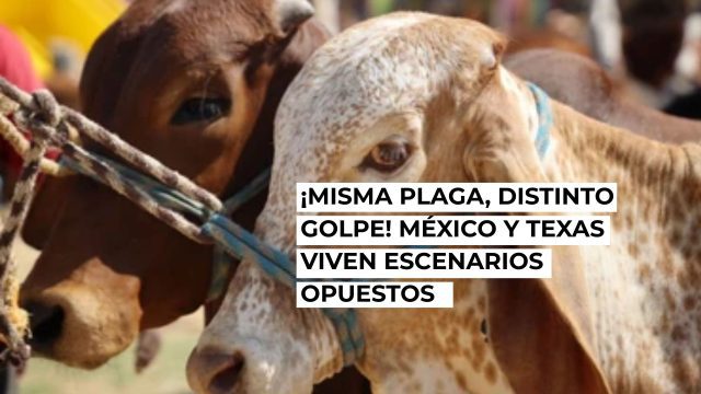 Mosca barrenadora: dos países, dos realidades