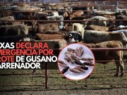 Texas declara emergencia por brote de gusano barrenador