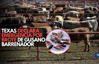 Texas declara emergencia por brote de gusano barrenador