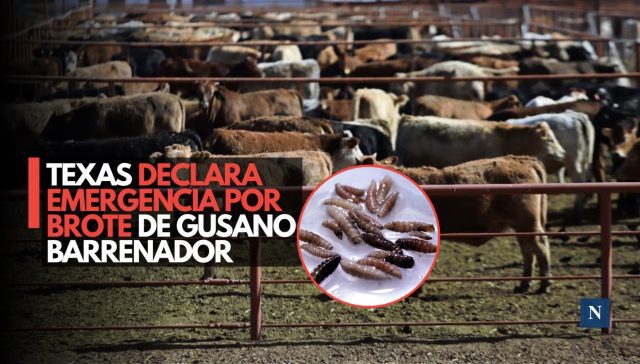 Texas declara emergencia por brote de gusano barrenador