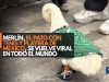 Merlín, el pato con tenis y playera de México, se vuelve viral en todo el mundo
