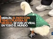 Merlín, el pato con tenis y playera de México, se vuelve viral en todo el mundo