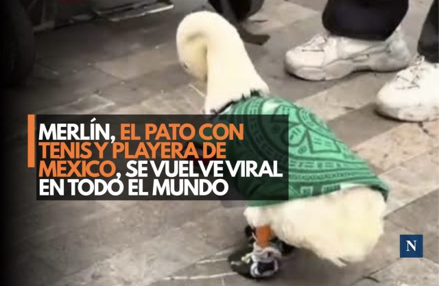 Merlín, el pato con tenis y playera de México, se vuelve viral en todo el mundo