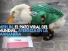 Merlín, el pato viral del Mundial, aterriza en la mañanera
