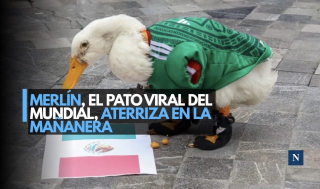 Merlín, el pato viral del Mundial, aterriza en la mañanera