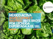 México activa inspecciones y rastreo ante brote por lechuga exportada a EE. UU.