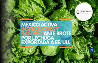 México activa inspecciones y rastreo ante brote por lechuga exportada a EE. UU.