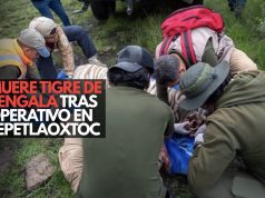 ¡Lamentable! Muere tigre de bengala tras operativo en Tepetlaoxtoc