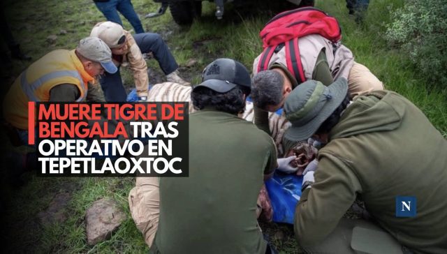 ¡Lamentable! Muere tigre de bengala tras operativo en Tepetlaoxtoc