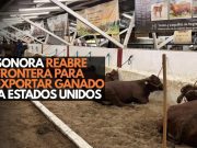 Sonora reabre frontera para exportar ganado a Estados Unidos