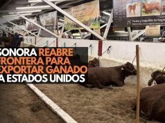 Sonora reabre frontera para exportar ganado a Estados Unidos