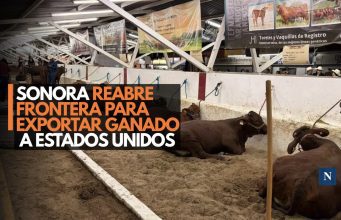 Sonora reabre frontera para exportar ganado a Estados Unidos