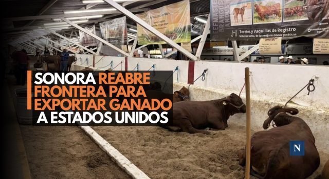 Sonora reabre frontera para exportar ganado a Estados Unidos