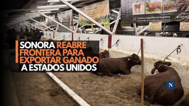 Sonora reabre frontera para exportar ganado a Estados Unidos
