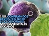 EEUU confirma dos muertes por brote de ciclosporiasis; investiga vegetales mexicanos