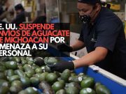 EE. UU. suspende envíos de aguacate de Michoacán por amenaza a su personal