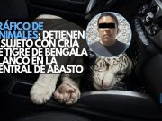 Tráfico de animales: Detienen a sujeto con cría de tigre de bengala blanco en la Central de Abasto