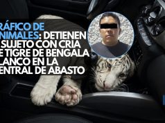 Tráfico de animales: Detienen a sujeto con cría de tigre de bengala blanco en la Central de Abasto