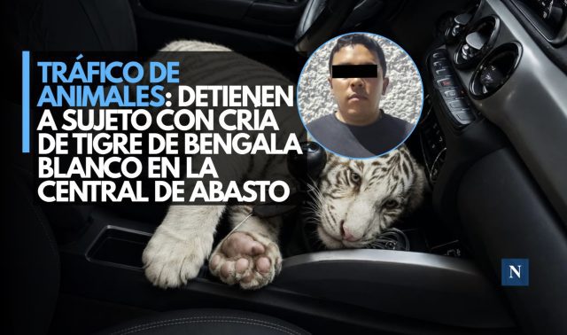 Tráfico de animales: Detienen a sujeto con cría de tigre de bengala blanco en la Central de Abasto