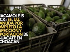 Guacamole is back: EE. UU. reanuda por completo la inspección y exportación de aguacate en Michoacán