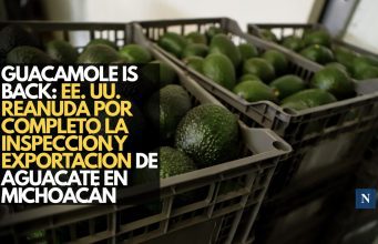 Guacamole is back: EE. UU. reanuda por completo la inspección y exportación de aguacate en Michoacán