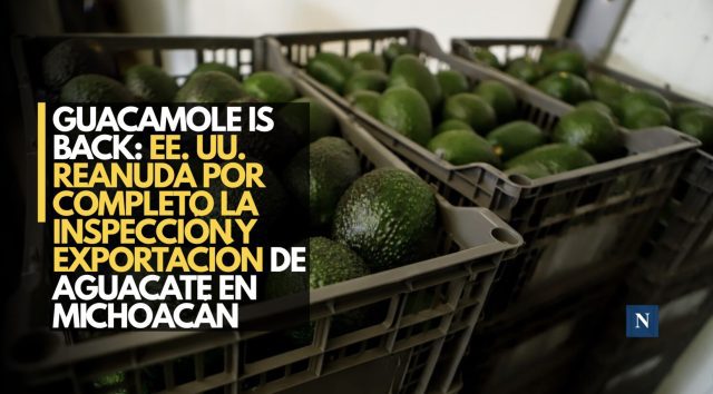 Guacamole is back: EE. UU. reanuda por completo la inspección y exportación de aguacate en Michoacán