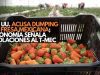 EE. UU. acusa dumping en fresa mexicana; Economía señala violaciones al T-MEC