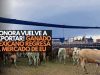 ¡Sonora le gana al gusano! Se reanuda exportación de ganado a EU