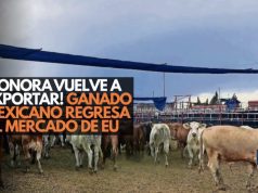¡Sonora le gana al gusano! Se reanuda exportación de ganado a EU