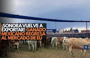 ¡Sonora le gana al gusano! Se reanuda exportación de ganado a EU