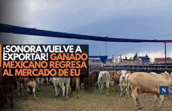 ¡Sonora le gana al gusano! Se reanuda exportación de ganado a EU