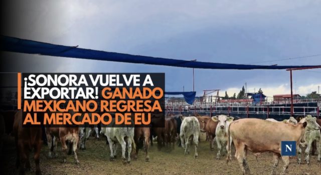 ¡Sonora le gana al gusano! Se reanuda exportación de ganado a EU