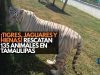 ¡Huachicol y animales! Desmantelan red criminal en Tamaulipas