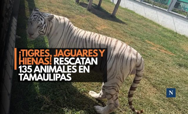 ¡Huachicol y animales! Desmantelan red criminal en Tamaulipas
