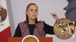 Lobo mexicano necesita protección, Claudia Sheinbaum 
