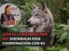 ¡Con el lobo mexicano no! Sheinbaum pide coordinación con EU
