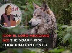 ¡Con el lobo mexicano no! Sheinbaum pide coordinación con EU