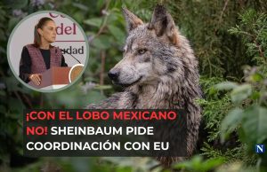 ¡Con el lobo mexicano no! Sheinbaum pide coordinación con EU