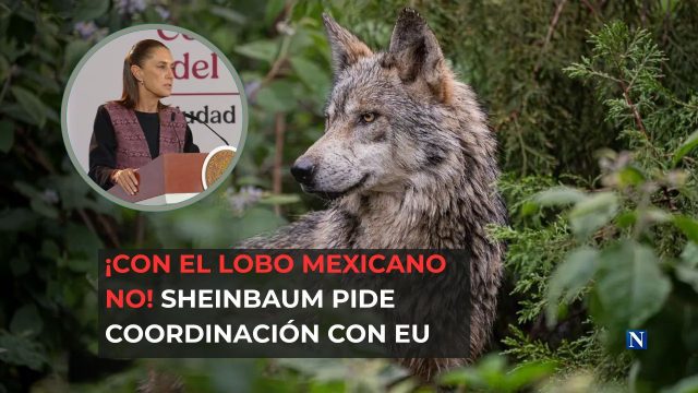 ¡Con el lobo mexicano no! Sheinbaum pide coordinación con EU