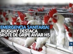 ¡Pollo a la gripe! Declaran emergencia por brote de influenza aviar en Uruguay