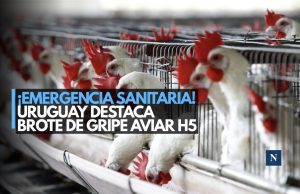 ¡Pollo a la gripe! Declaran emergencia por brote de influenza aviar en Uruguay