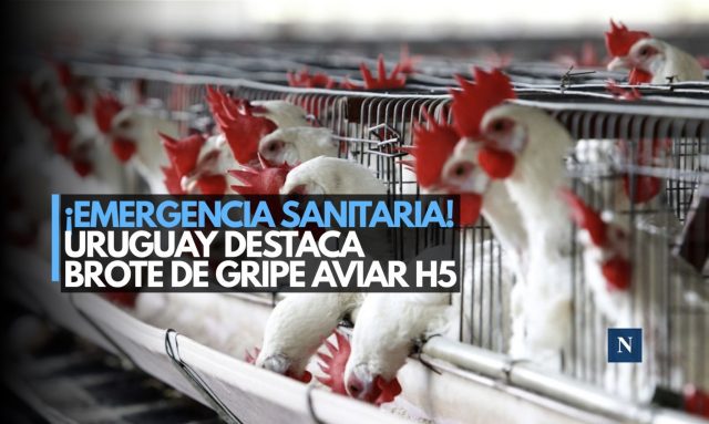 ¡Pollo a la gripe! Declaran emergencia por brote de influenza aviar en Uruguay