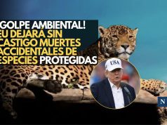 EU deja sin castigo muertes accidentales de especies protegidas