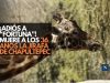 ¡Adiós a “Fortunata”! Muere a los 36 años la jirafa de Chapultepec