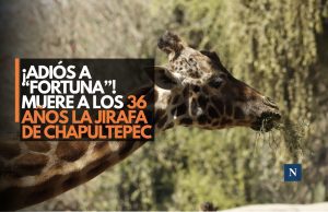 ¡Adiós a “Fortunata”! Muere a los 36 años la jirafa de Chapultepec