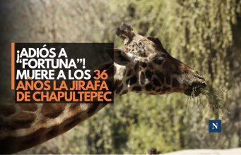 ¡Adiós a “Fortunata”! Muere a los 36 años la jirafa de Chapultepec