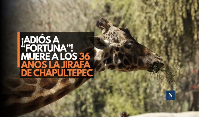 ¡Adiós a “Fortunata”! Muere a los 36 años la jirafa de Chapultepec