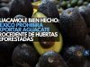 Guacamole bien hecho: México prohibirá exportar aguacate procedente de huertas deforestadas