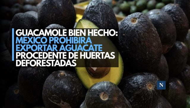 Guacamole bien hecho: México prohibirá exportar aguacate procedente de huertas deforestadas